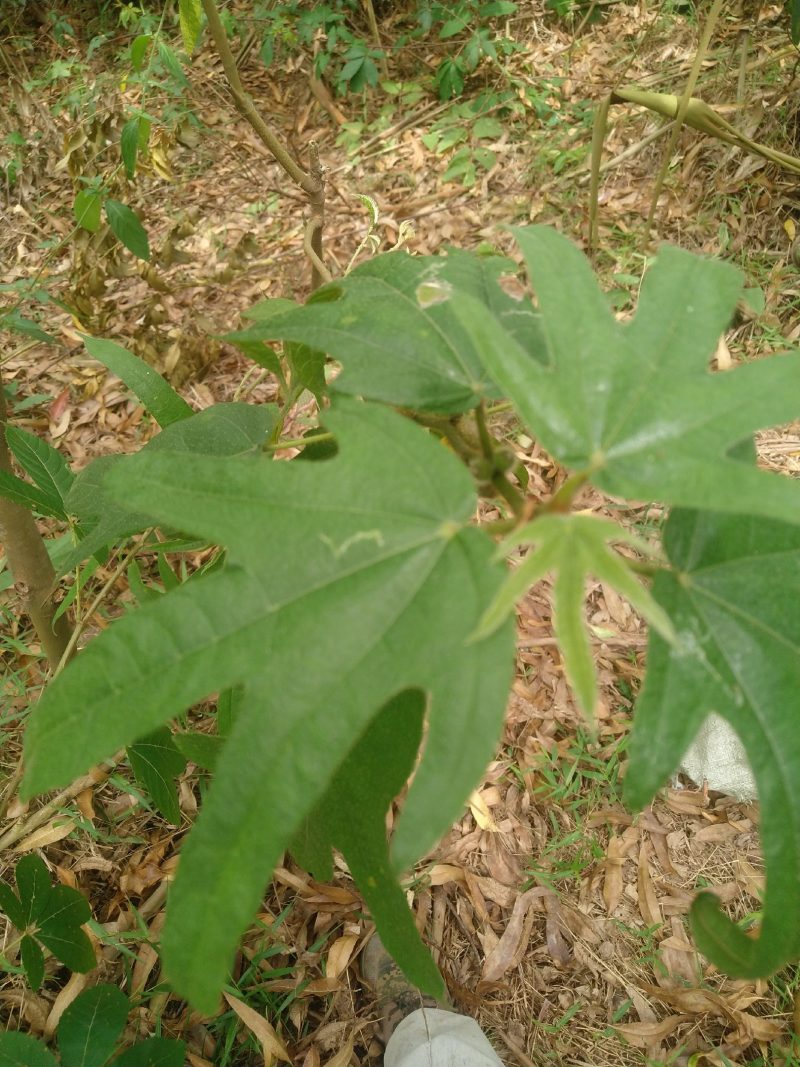 野生五脂毛桃包邮