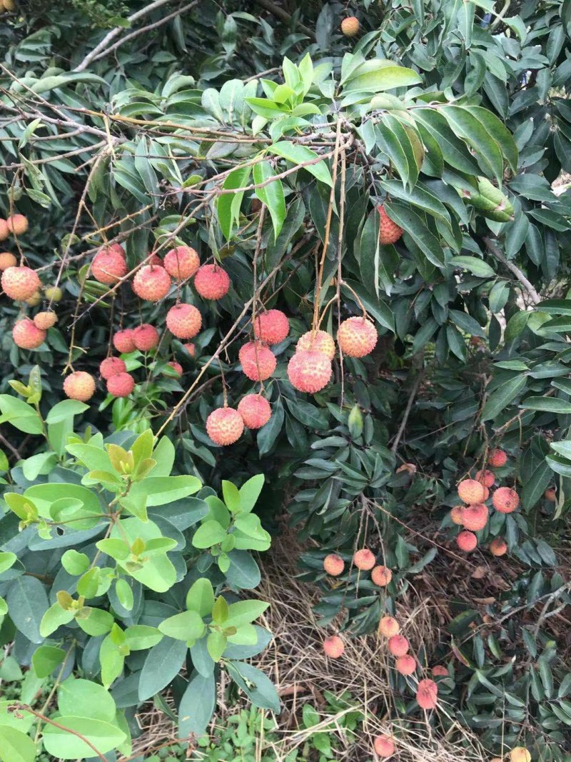 产地大量桂味荔枝上市有需要先v我