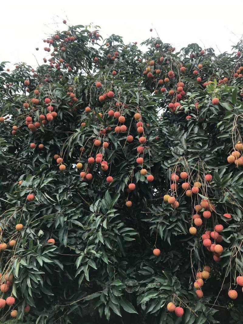 产地大量桂味荔枝上市有需要先v我