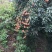 产地大量桂味荔枝上市有需要先v我