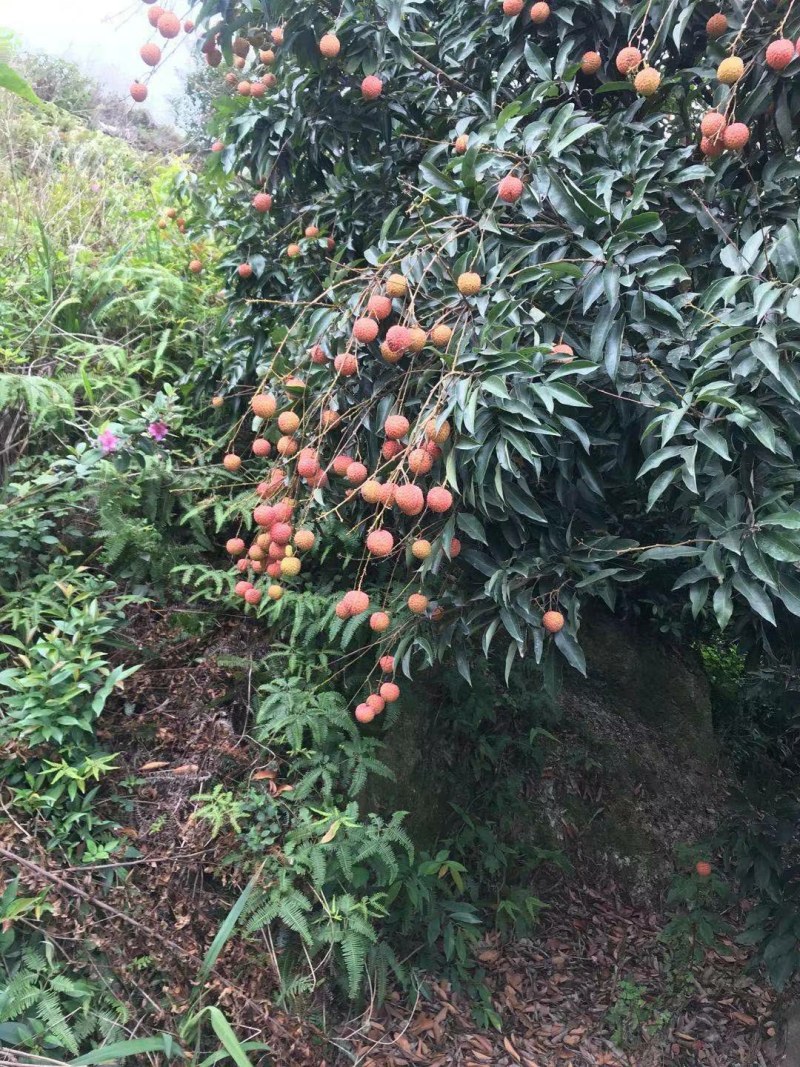 产地大量桂味荔枝上市有需要先v我