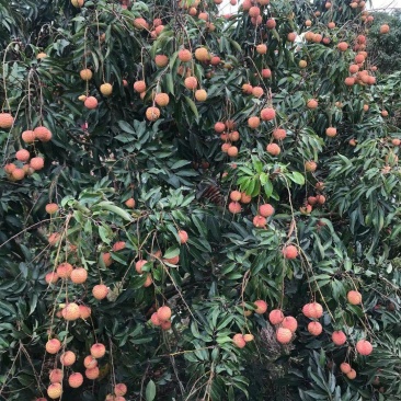 产地大量桂味荔枝上市有需要先v我