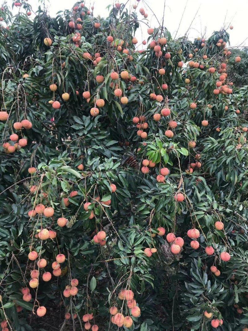 产地大量桂味荔枝上市有需要先v我