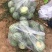 西瓜大量上市，8424西瓜，大量货源，基地直供