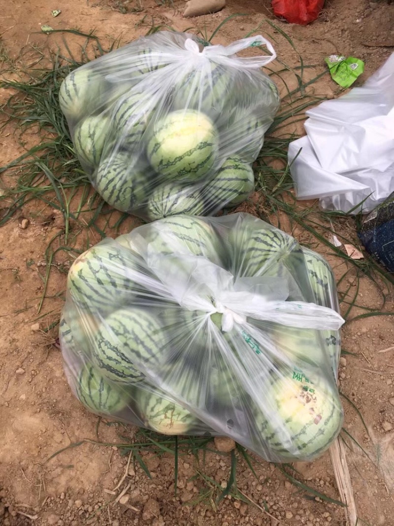 西瓜大量上市，8424西瓜，大量货源，基地直供
