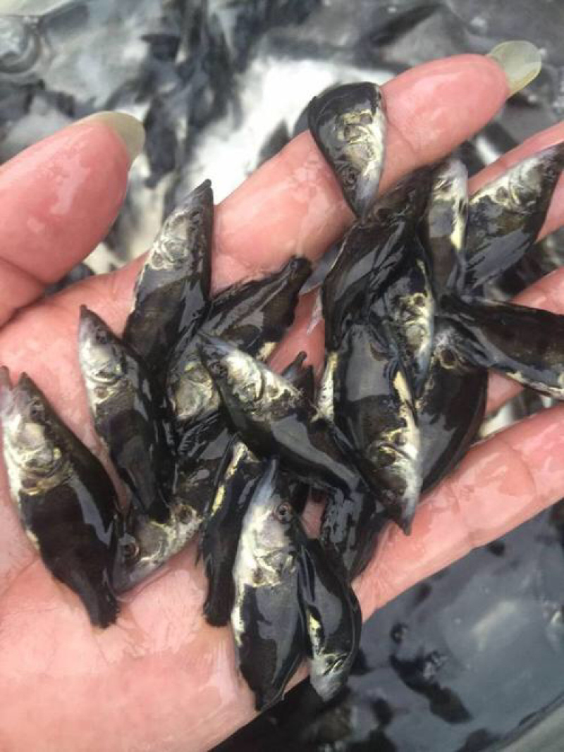 【推荐】2023鳜鱼苗/桂花鱼苗/翘嘴鳜超低价全国包邮
