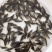 【推荐】2023鳜鱼苗/桂花鱼苗/翘嘴鳜超低价全国包邮