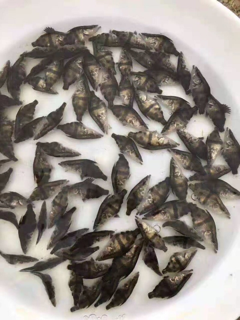 【推荐】2023鳜鱼苗/桂花鱼苗/翘嘴鳜超低价全国包邮