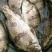 【推荐】2023鳜鱼苗/桂花鱼苗/翘嘴鳜超低价全国包邮