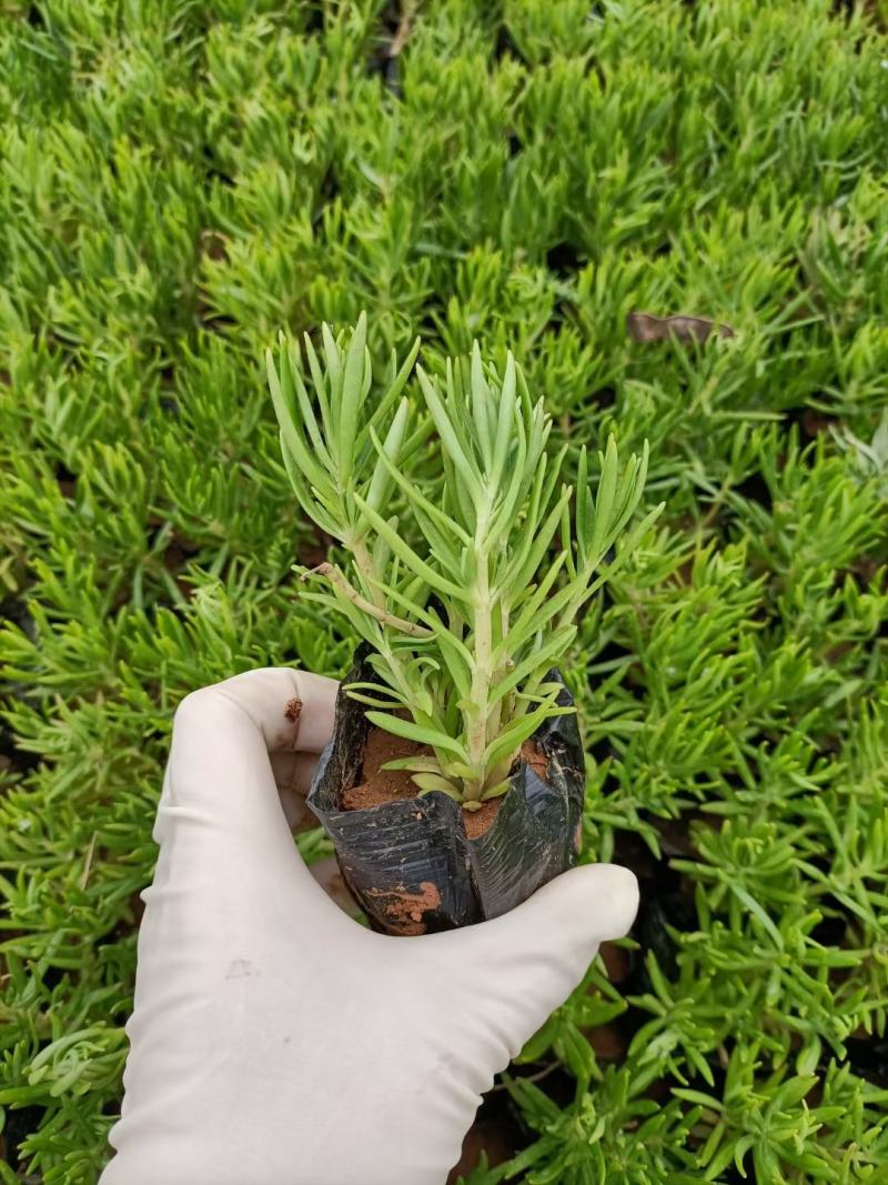 绿叶佛甲草杯苗佛甲草批发价格实惠欢迎咨询