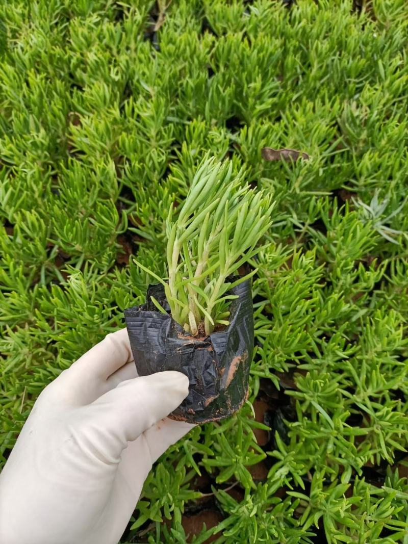 绿叶佛甲草杯苗佛甲草批发价格实惠欢迎咨询