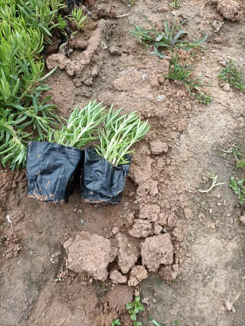 绿叶佛甲草杯苗佛甲草批发价格实惠欢迎咨询