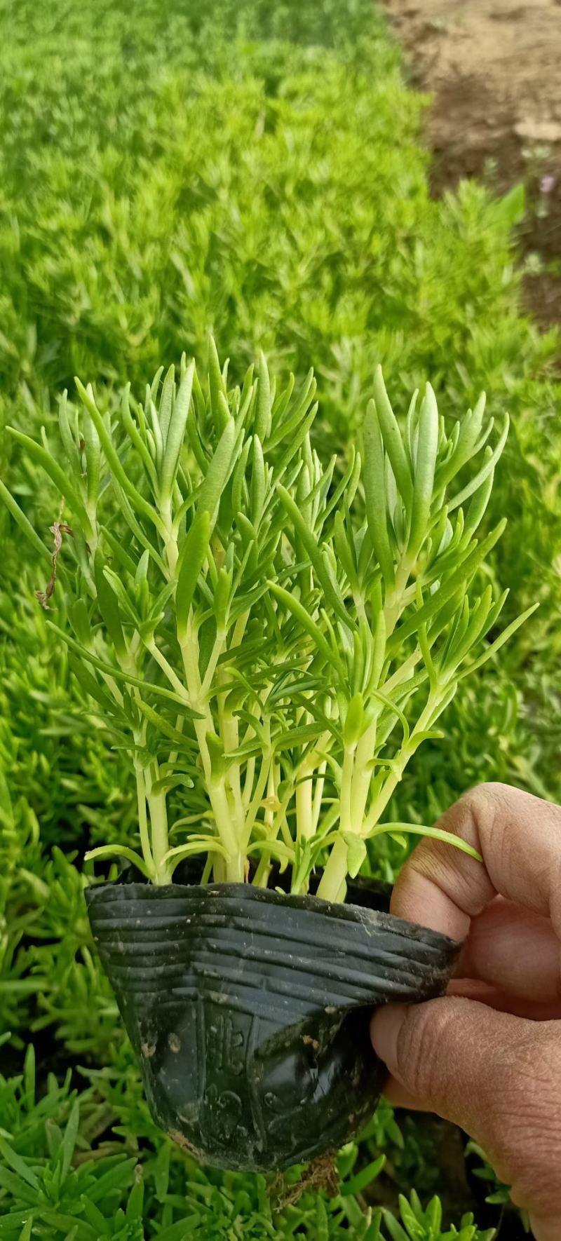 绿叶佛甲草杯苗佛甲草批发价格实惠欢迎咨询