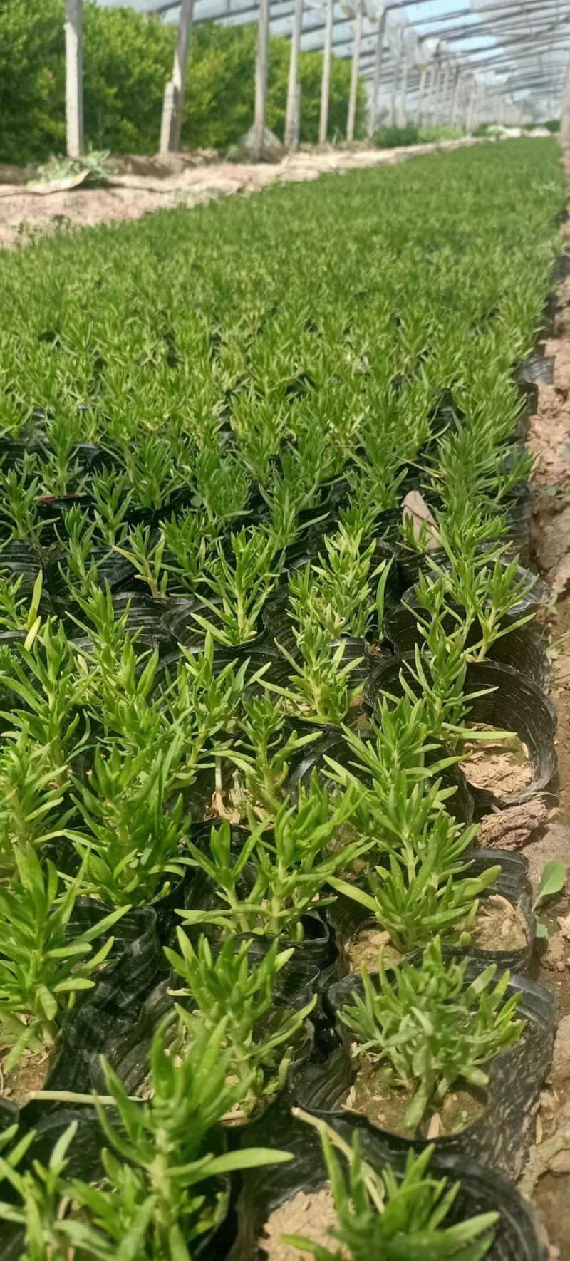 绿叶佛甲草杯苗佛甲草批发价格实惠欢迎咨询