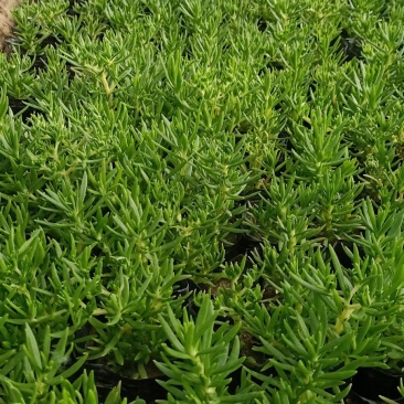 绿叶佛甲草杯苗佛甲草批发价格实惠欢迎咨询