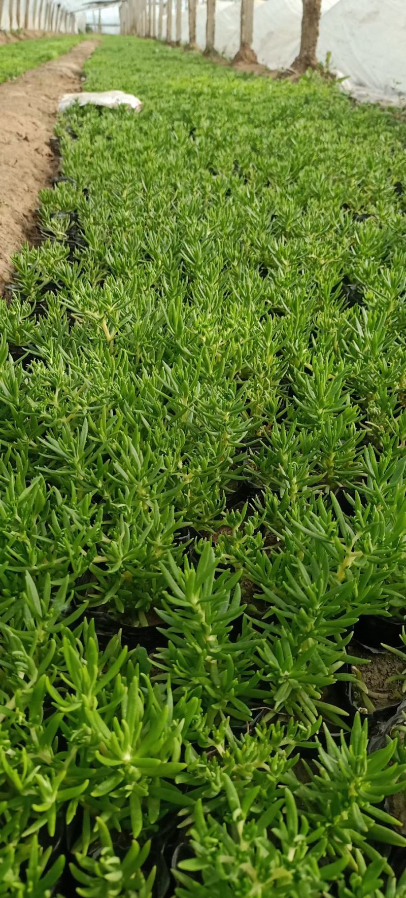 绿叶佛甲草杯苗佛甲草批发价格实惠欢迎咨询