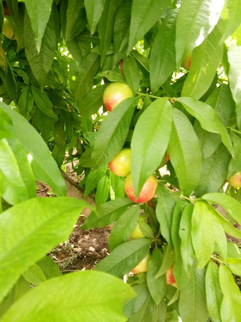 油桃