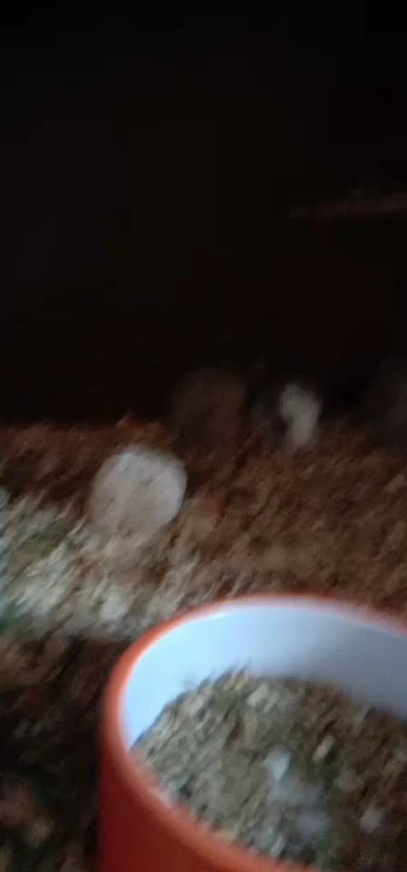 宠物精品龙猫