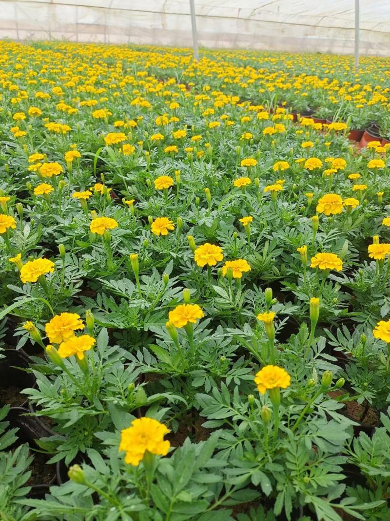租摆孔雀草品质好观赏花卉70/110盆绿化带种植