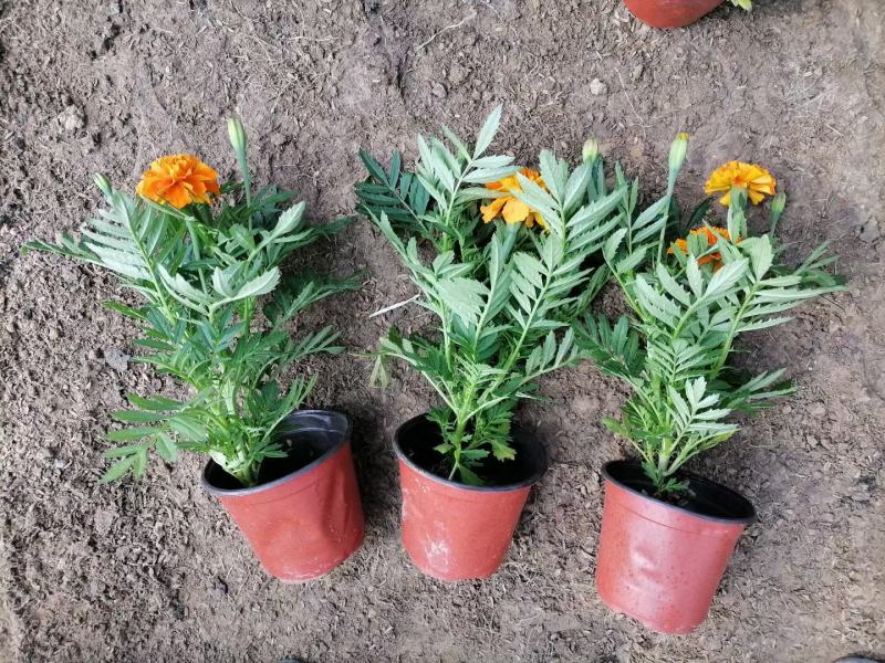 租摆孔雀草品质好观赏花卉70/110盆绿化带种植