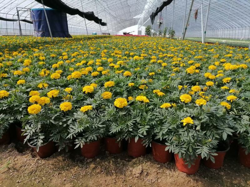 租摆孔雀草品质好观赏花卉70/110盆绿化带种植