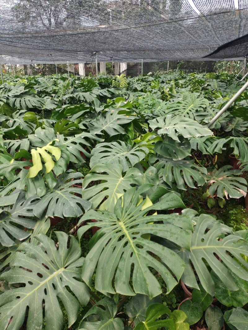 产地广东龟背竹，基地直发