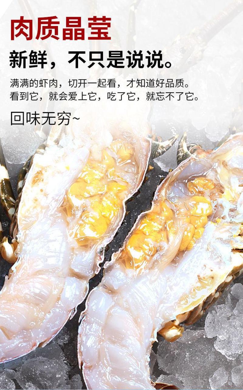 【产地】小青龙虾海鲜鲜活冷冻水产送礼越南青龙虾包邮