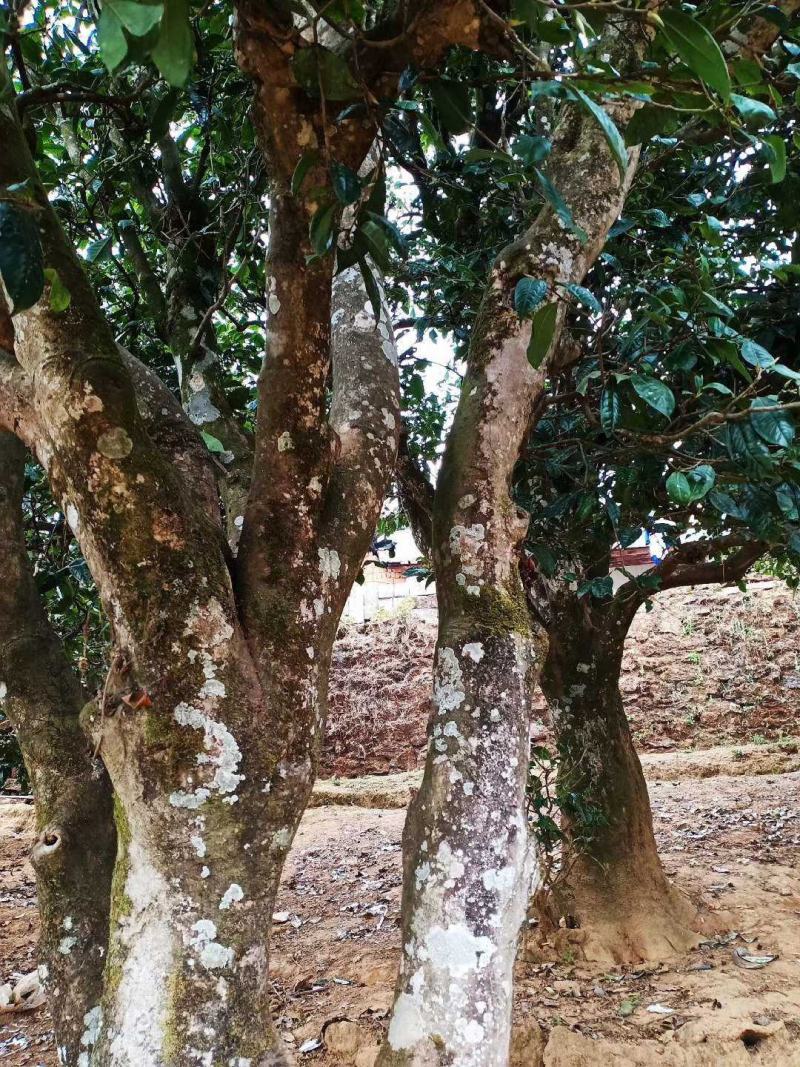 云南自家古树晒红