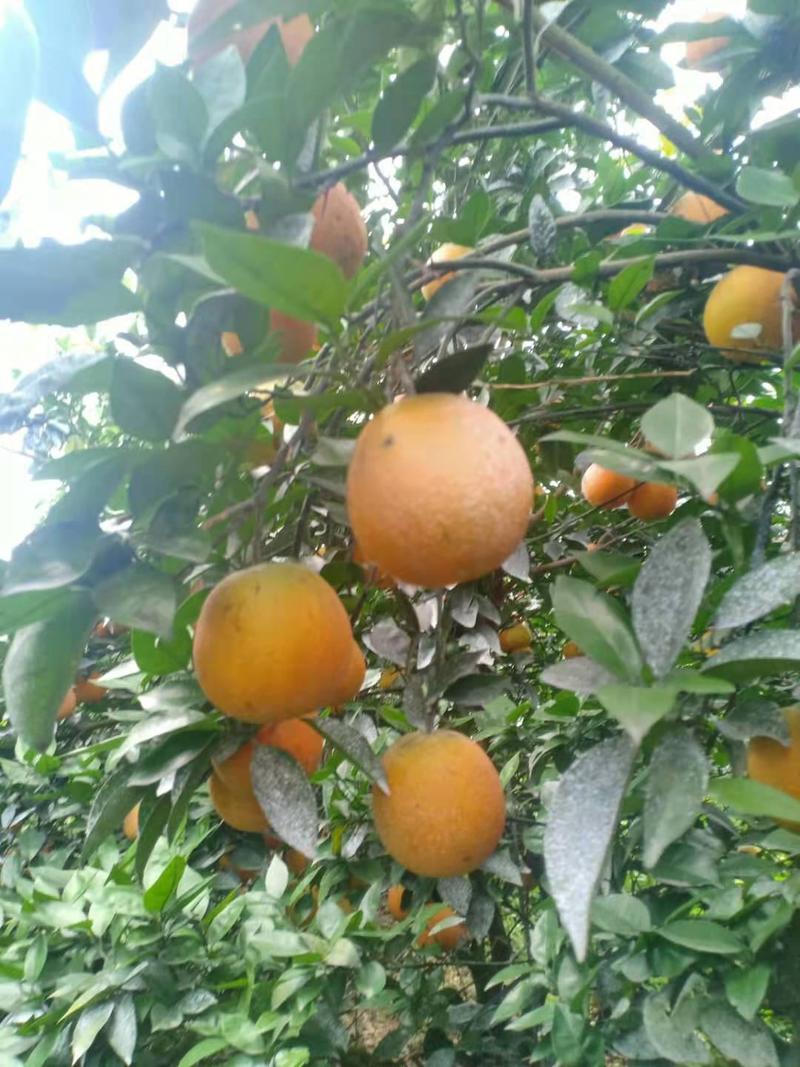 湖南永州江永优质夏橙大量上市了，皮溥味美，个头均匀。