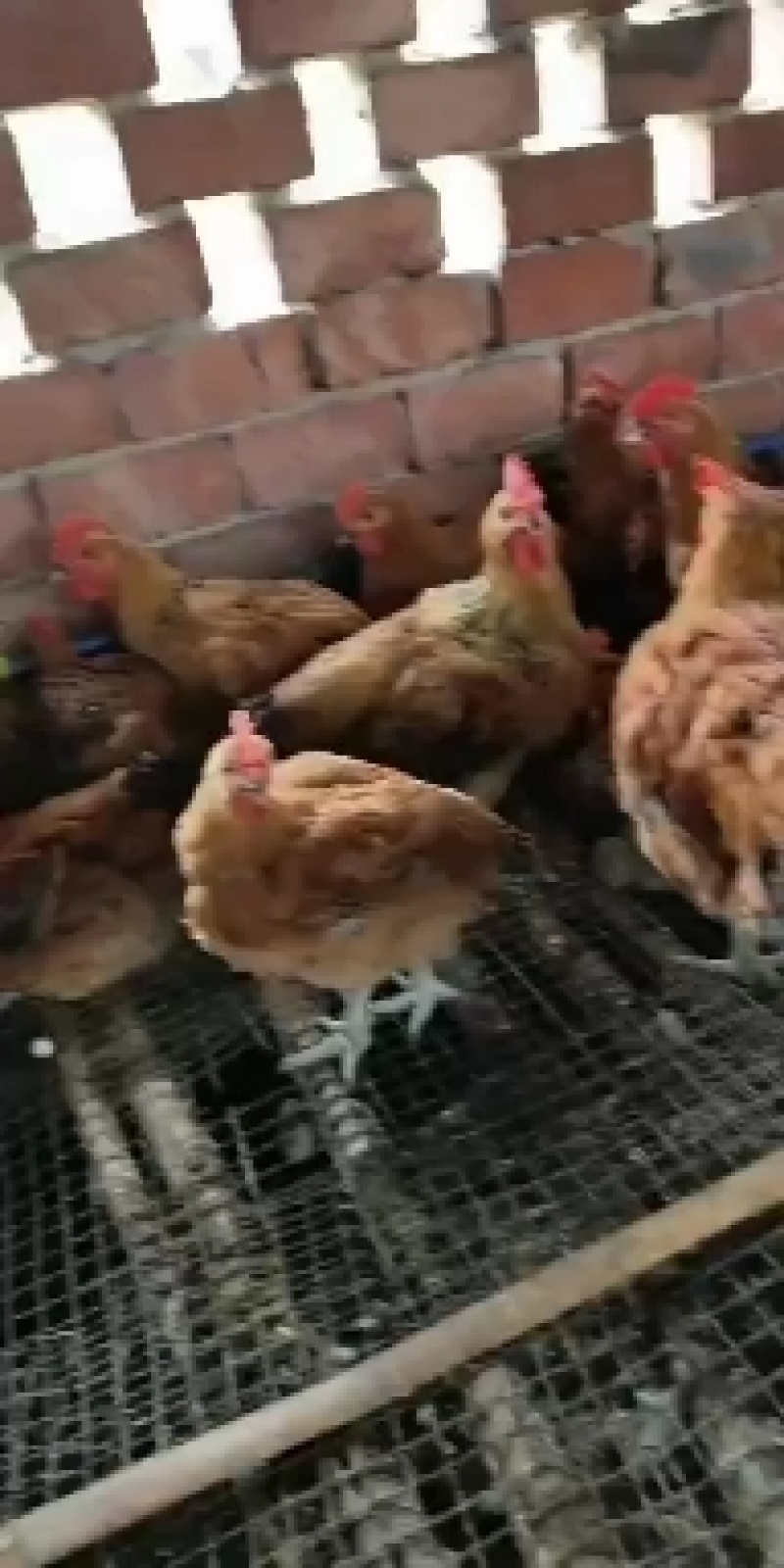 四川活鸡【肉鸡】品种齐全规格多基地直发品质保证