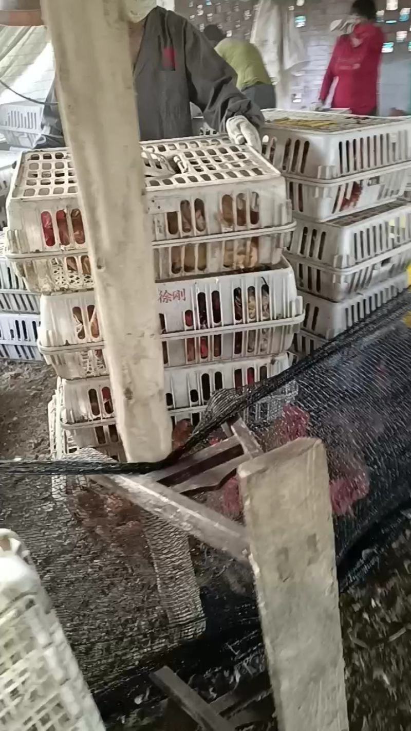 四川活鸡【肉鸡】品种齐全规格多基地直发品质保证