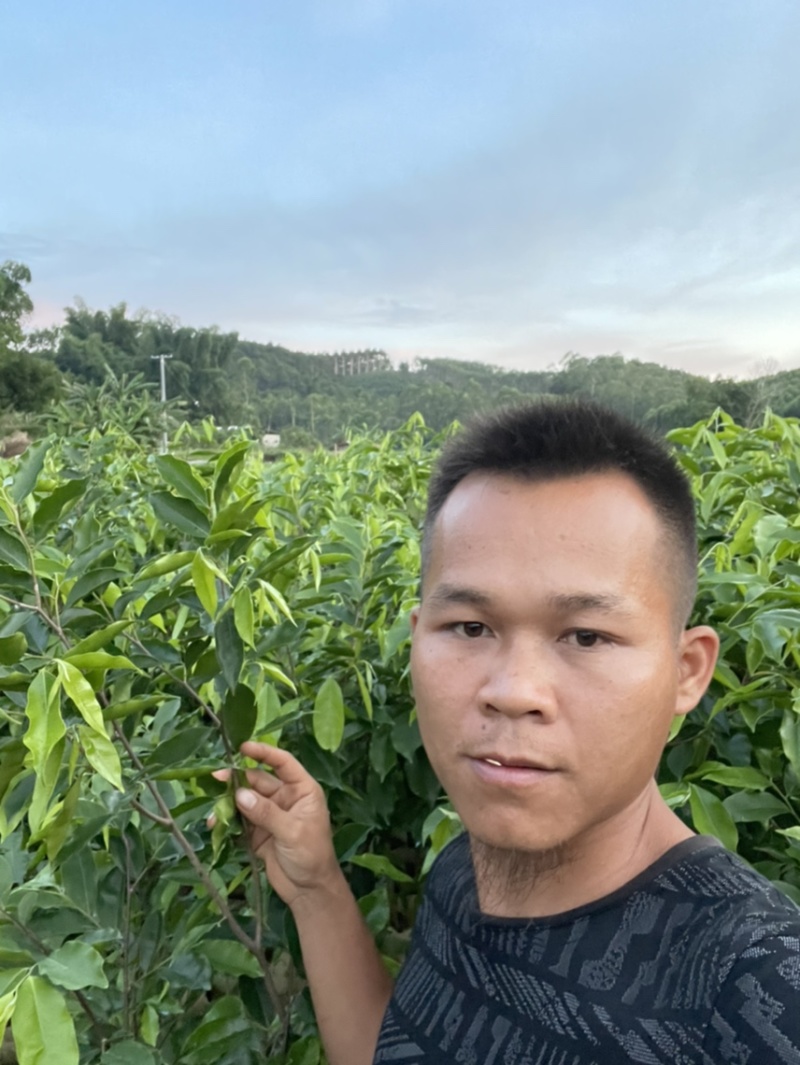 沉香苗黄泥杯的征收苗直生苗头经两公分以上