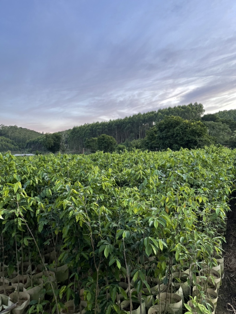 沉香苗黄泥杯的征收苗直生苗头经两公分以上