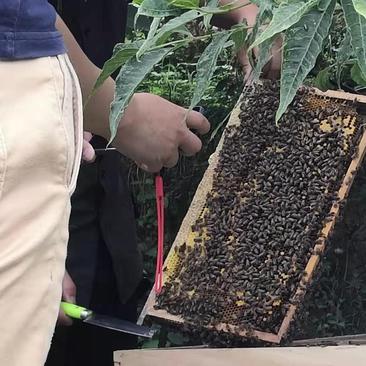 土蜂蜜，贵州农村大山里的百花蜜，保证现取新鲜