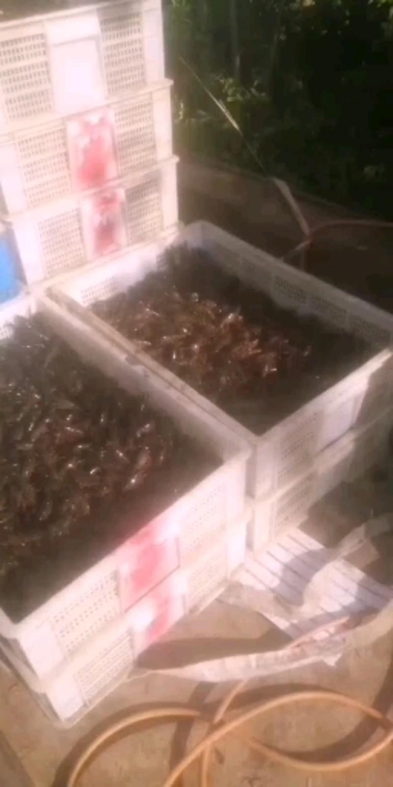 234小龙虾