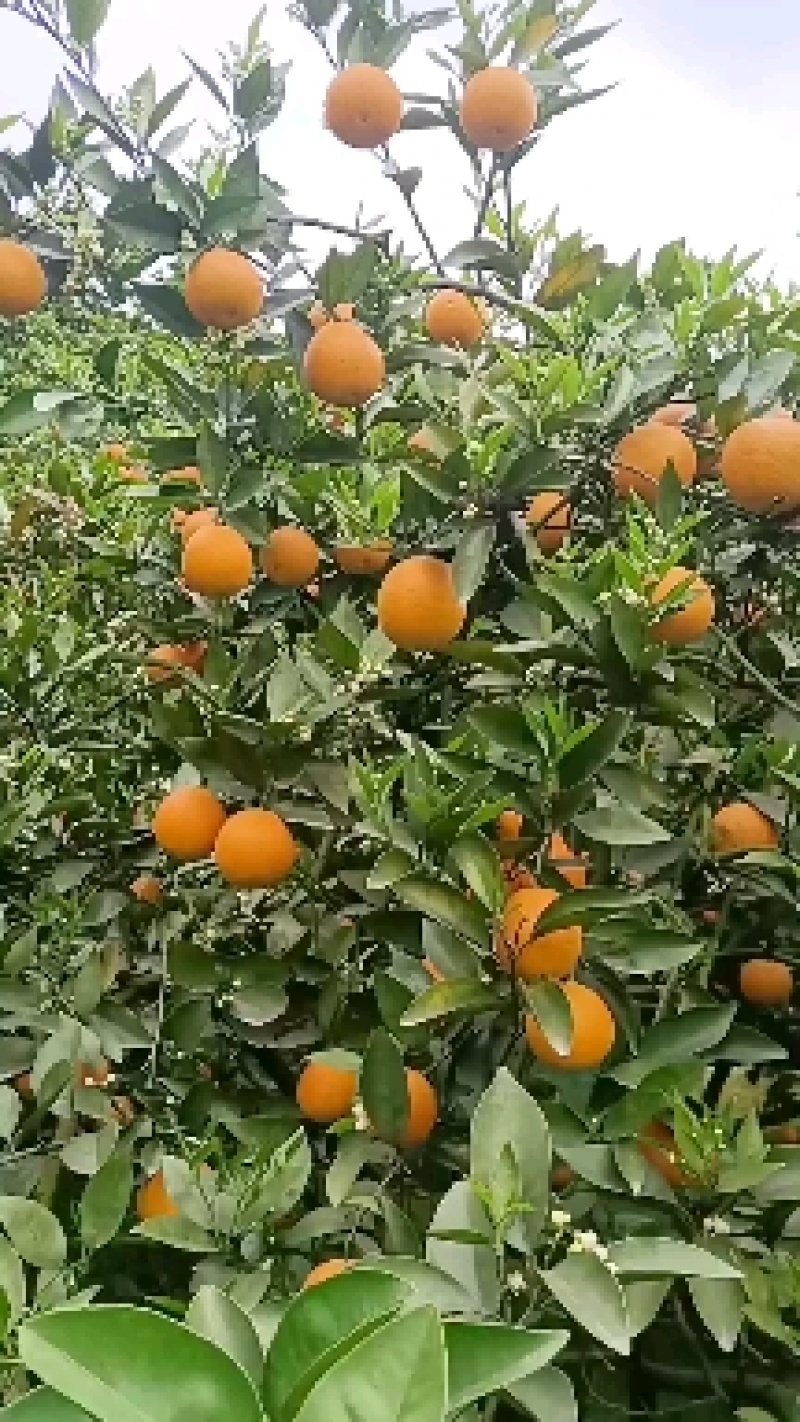 湖南江永优质夏橙产地大量上市，本地夏橙皮薄多汁，口感清甜