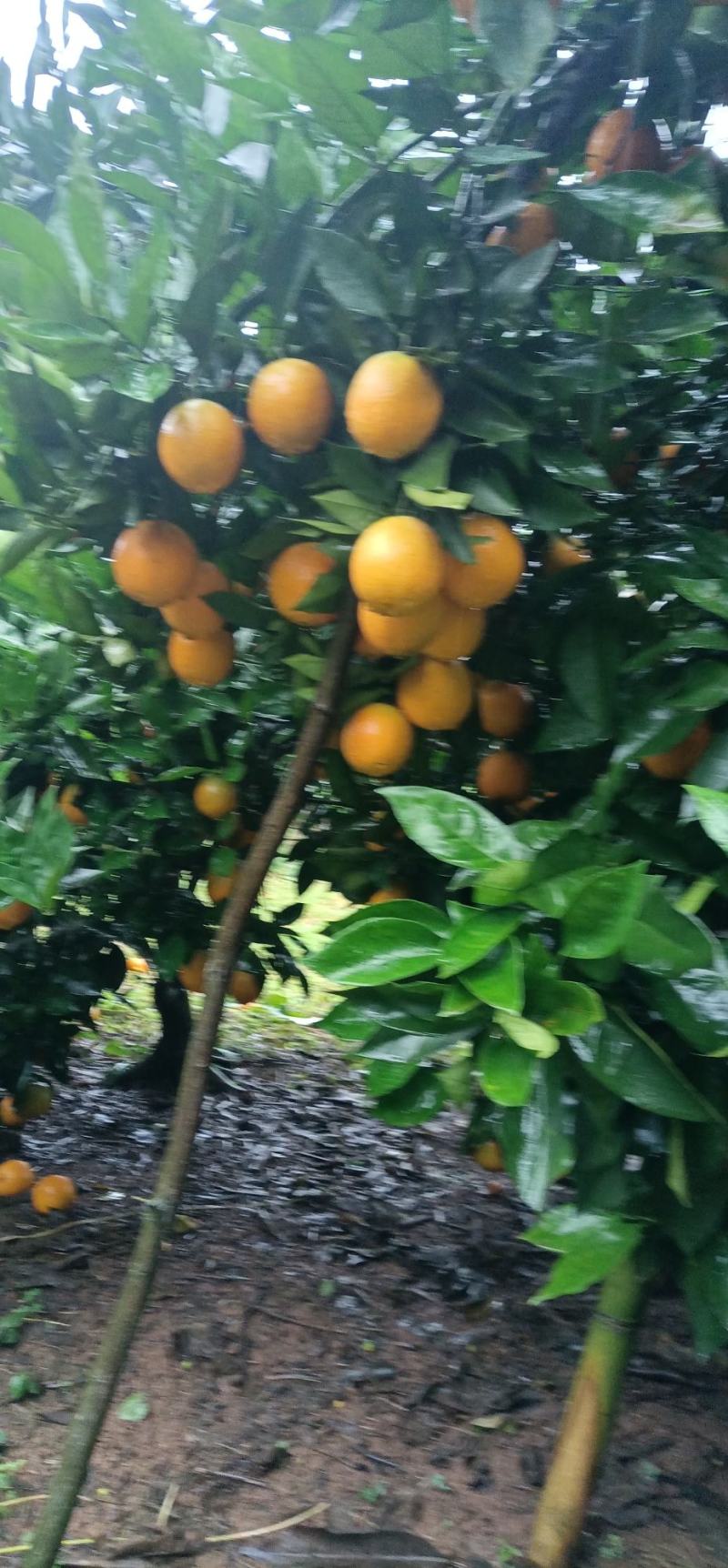 湖南江永优质夏橙产地大量上市，本地夏橙皮薄多汁，口感清甜