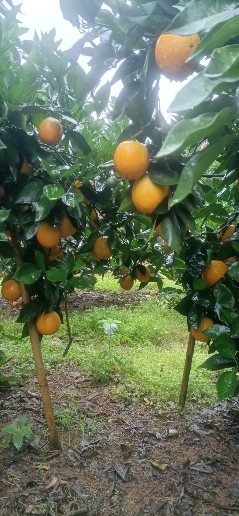 湖南江永优质夏橙产地大量上市，本地夏橙皮薄多汁，口感清甜