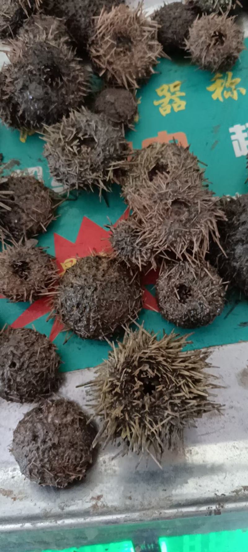 海沙苗，花蛤苗，需要的来找我