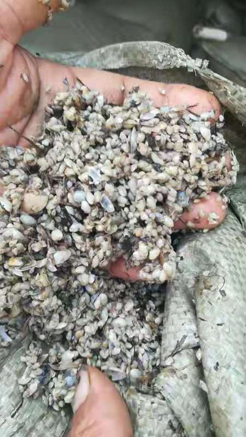 海沙苗，花蛤苗，需要的来找我