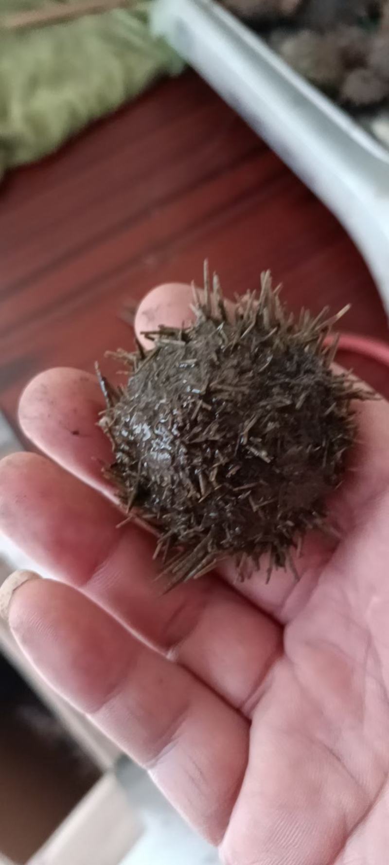 海沙苗，花蛤苗，需要的来找我