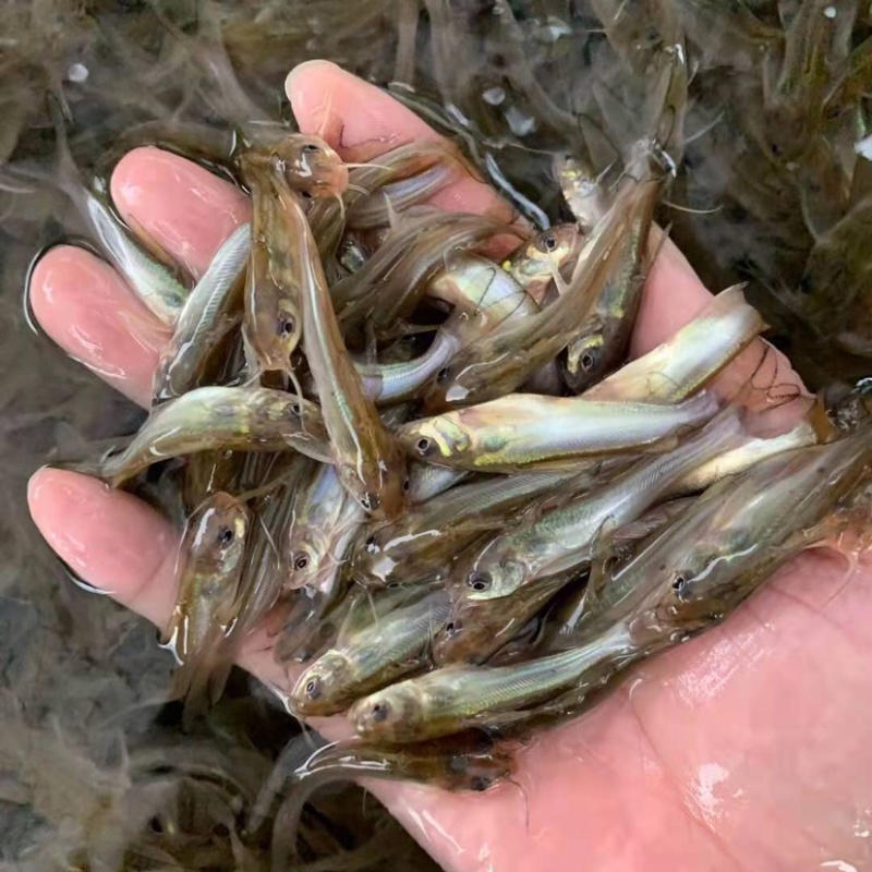 叉尾鮰鱼苗班点鮰鱼苗量大从优价格美丽基地直发。