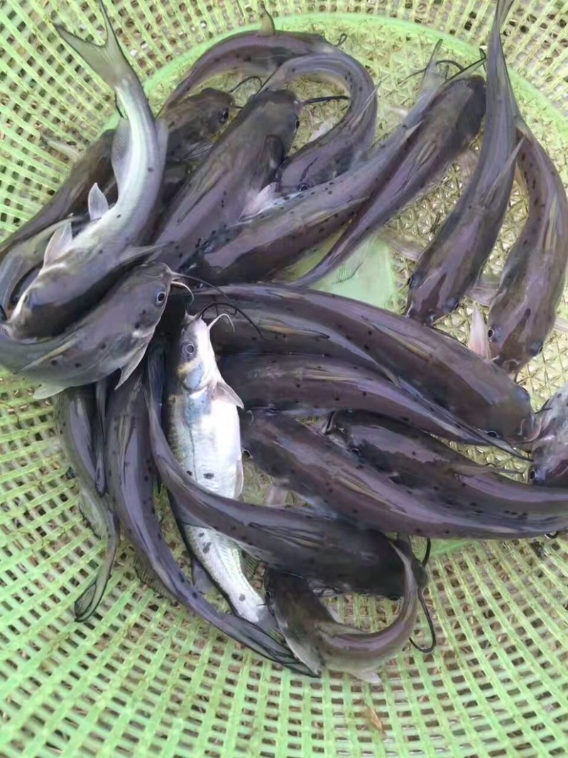 叉尾鮰鱼苗班点鮰鱼苗量大从优价格美丽基地直发。