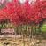红枫树苗日本红舞姬美国红枫庭院道路绿化室外四季种植中国红