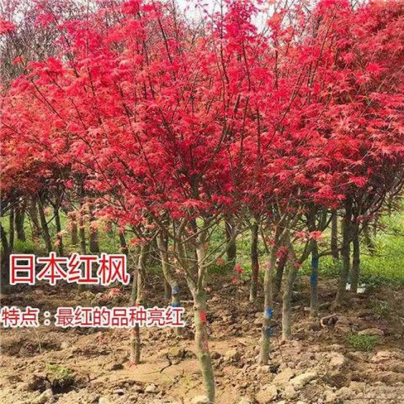 红枫树苗日本红舞姬美国红枫庭院道路绿化室外四季种植中国红