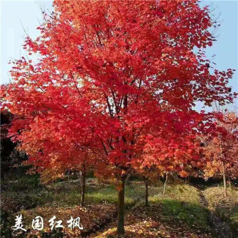 红枫树苗日本红舞姬美国红枫庭院道路绿化室外四季种植中国红
