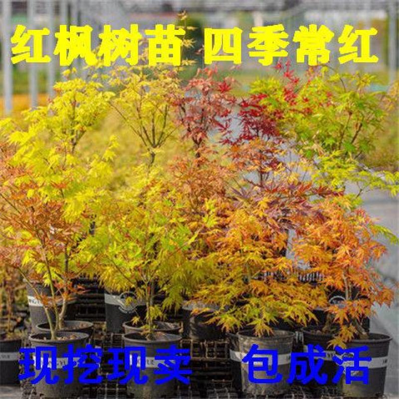 红枫树苗日本红舞姬美国红枫庭院道路绿化室外四季种植中国红