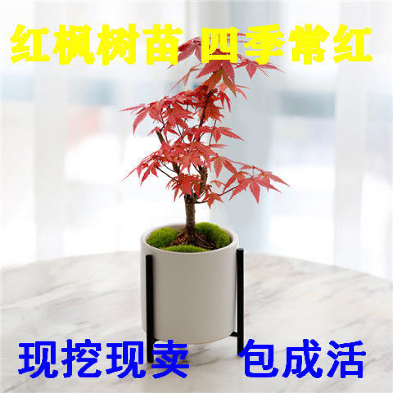 红枫树苗日本红舞姬美国红枫庭院道路绿化室外四季种植中国红