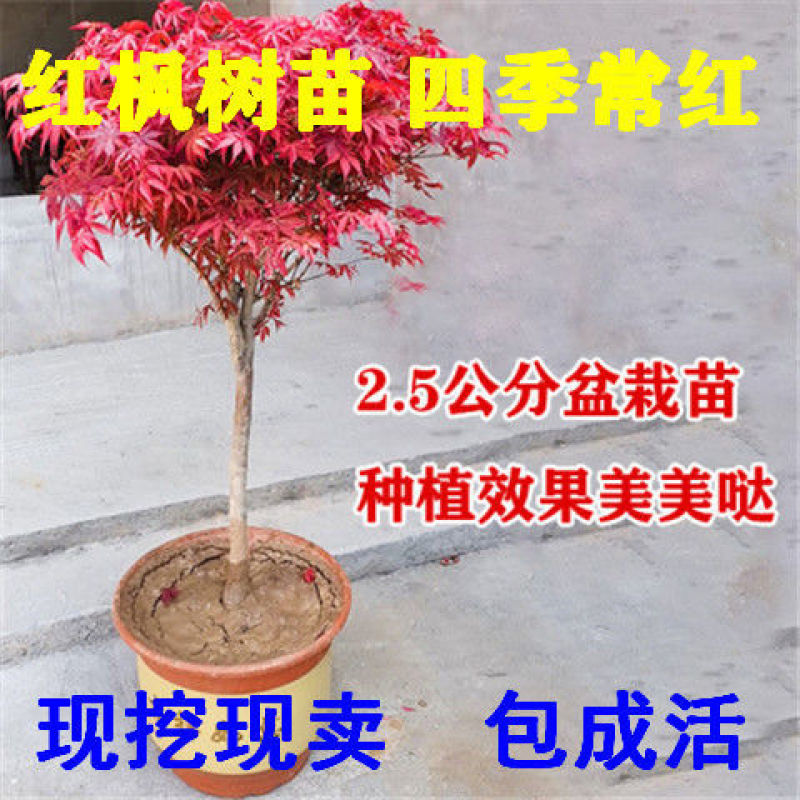 红枫树苗日本红舞姬美国红枫庭院道路绿化室外四季种植中国红