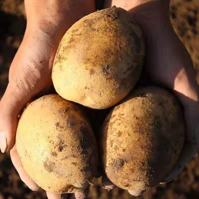 土豆黄心土豆现挖现发产地直销一手货源保质保量